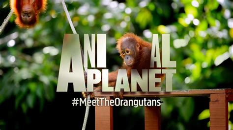 animal planet on chanel|animal planet official site.